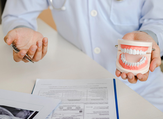 doctor holding model mouth