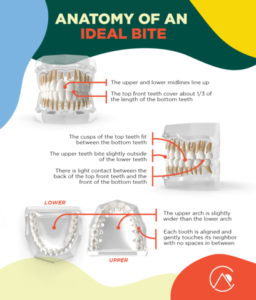 Anatomy of an Ideal Bite